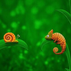 Snail and chameleon wallpapers