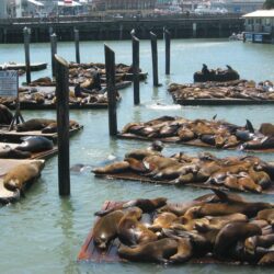Free Pier 39 and Fisherman’s Wharf Pictures and Stock Photos
