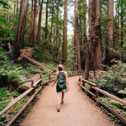 Muir Woods National Monument, Mill Valley, United States Pictures