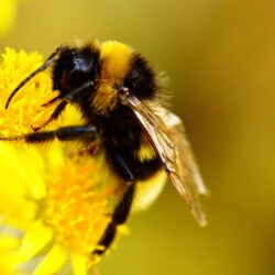 Macro shot photography of bee on yellow flower, bumblebee HD