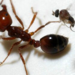 Fire Ant Wallpapers and backgrounds