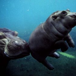 Baby Hippo Wallpapers