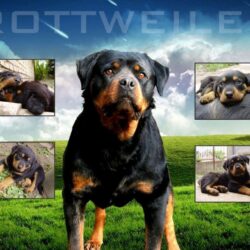 Cool Rottweiler Wallpapers Image & Pictures