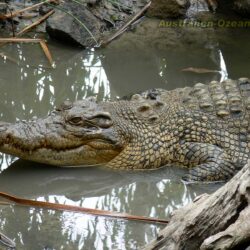 American Crocodile Wallpapers 10