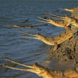 Gharial Free HD Wallpapers Image Backgrounds