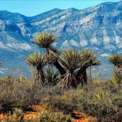 The Red Rock Canyon National Conservation Area in Nevada