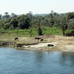 River’s Edge: Nile River, Egypt Photographs Moses, Joseph Free for