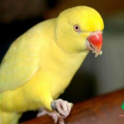 Parrot Wallpapers