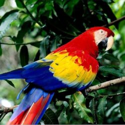 Nature Parrot Wallpapers in format for free download