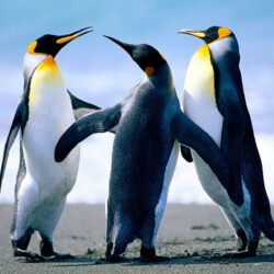 Penguin Wallpapers HD Pictures – One HD Wallpapers Pictures
