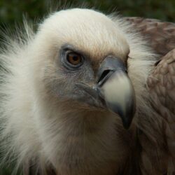 Griffon Vulture Head Close Up Wallpapers 1024×768