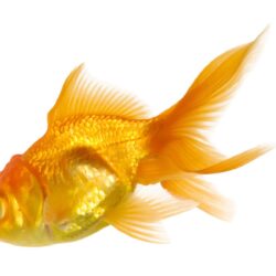 7681 gold fish wallpapers