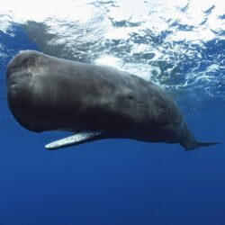 Blue whale, animals, underwater, whale, Sperm Whale HD