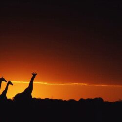 Cool Giraffe Backgrounds Image & Pictures