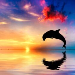 Blonde haired girl kissing dolphin on body of water HD