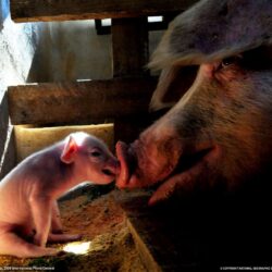 Mother Pig and Piglet Picture, Animal Wallpapers