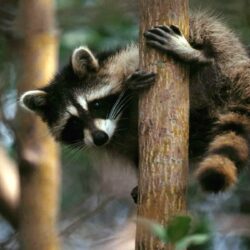 Raccoons » Wildlife Animal Pest Control