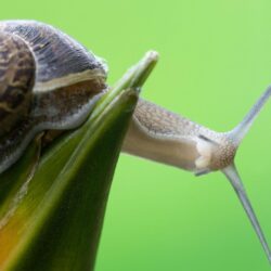 nature curious snails wallpapers High Quality Wallpapers