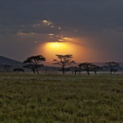 Africa, Savannah, Kenya, Sunset Wallpapers and Pictures
