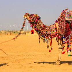 Camel Decorated in Jaisalmer Desert Safari