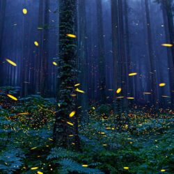 Download Forest, Fireflies, Trees, Night