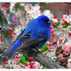 bluebird high resolution and Popular Wallpapers 3621
