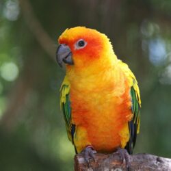 Parrot HD Wallpapers