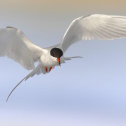 Brown birds, tern HD wallpapers