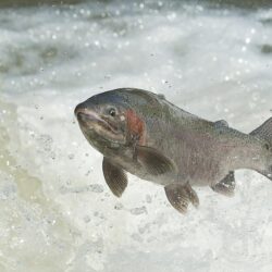 Wallpapers water, fish, RAINBOW TROUT image for desktop