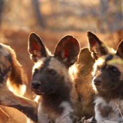 Free download African Wild Dog Pups Wallpapers wwwpixsharkcom