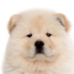 Download Pictures of Chow Chow on Animal Picture Society