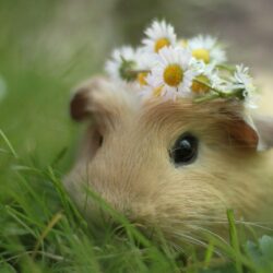 General Guinea Pig Desktop Wallpapers