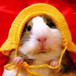 › Guinea Pig Wallpapers