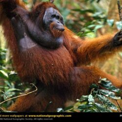 Orangutan Wallpapers Full HD