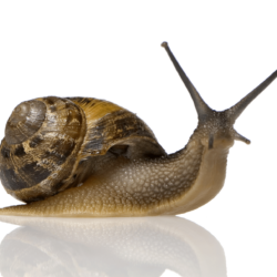 Best 38+ Snail Backgrounds on HipWallpapers