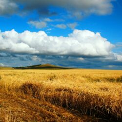 Download wallpapers field, wheat, autumn, cleaning