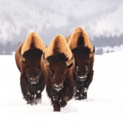HD Wallpapers: » Animals » bison snow animals winter