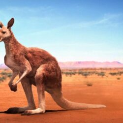 Kangaroo Animal Facts HD Wallpapers Download