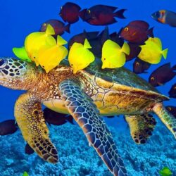 Wallpapers For > Baby Sea Turtle Wallpapers