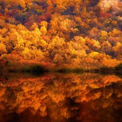 nature, Landscape, Fall, Forest, Lake, Reflection, Yellow, Amber