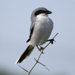 Loggerhead Shrike photos and wallpapers. Collection of the