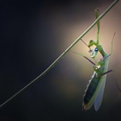 Praying Mantis Full HD Wallpapers and Backgrounds Image