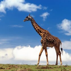 Cool Giraffe On Blue Sky Backgrounds Wallpapers Wallpapers