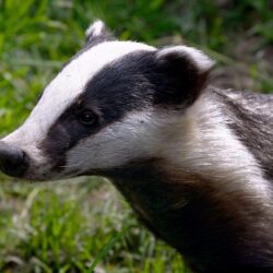 badgers, we don’t need your stinking badgers