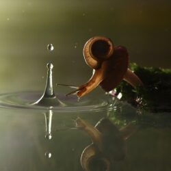 Snail [3] wallpapers