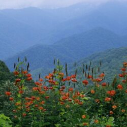 Smoky Mountains Spring Wallpapers