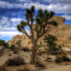 Joshua Tree National Park Hd Desktop Wallpapers