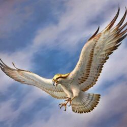 Flying Eagle HD Wallpapers