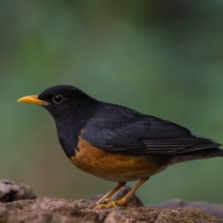 Brown and black bird, thrush HD wallpapers