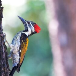 Bird Woodpecker on Tree Nature HD Wallpapers